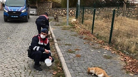 Jandarma, kısıtlama da sessiz dostlarını beslemeyi ihmal etmedi