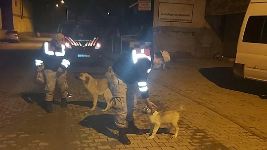 Jandarma, kısıtlama da sessiz dostlarını beslemeyi ihmal etmedi