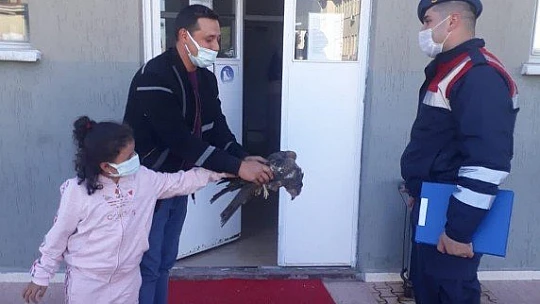 Jandarmanın yaralı bulduğu kartal tedavi altına alındı