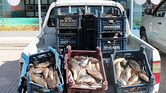Elazığ'da Bir Ton Kaçak Balık Ele Geçirildi