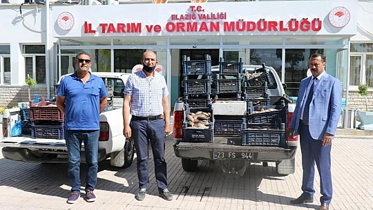 Elazığ'da Bir Ton Kaçak Balık Ele Geçirildi