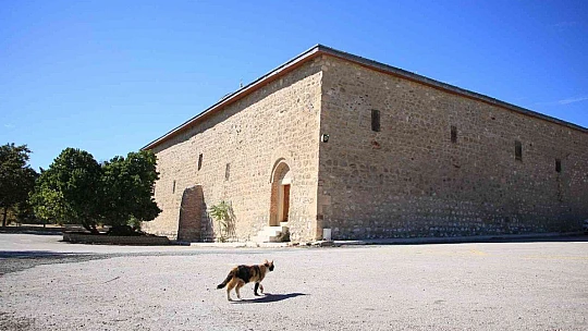 Kadir Gecesi'nde secde ettiği rivayet edilen dut ağacının hikayesi herkesi şaşırtıyor