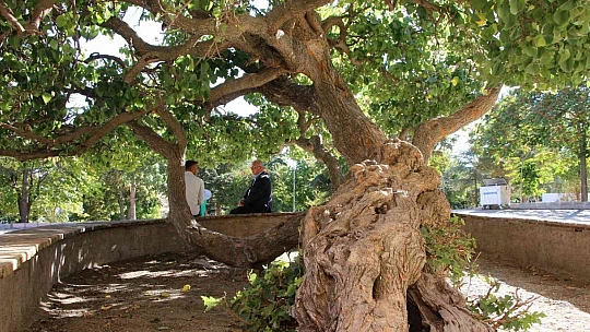 Kadir Gecesi'nde secde ettiği rivayet edilen dut ağacının hikayesi herkesi şaşırtıyor