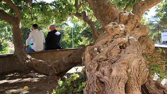 Kadir Gecesi'nde secde ettiği rivayet edilen dut ağacının hikayesi herkesi şaşırtıyor