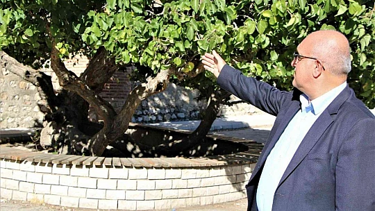 Kadir Gecesi'nde secde ettiği rivayet edilen dut ağacının hikayesi herkesi şaşırtıyor