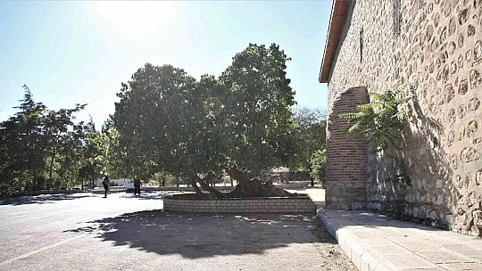 Kadir Gecesi'nde secde ettiği rivayet edilen dut ağacının hikayesi herkesi şaşırtıyor