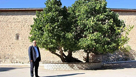 Kadir Gecesi'nde secde ettiği rivayet edilen dut ağacının hikayesi herkesi şaşırtıyor