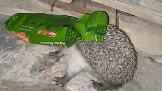 Kafasını ambalaja sıkıştıran kirpiyi duyarlı vatandaş kurtardı