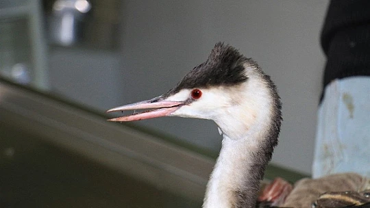Kanadına saçma isabet eden 'Karabatak' kuşu tedavi altına alındı