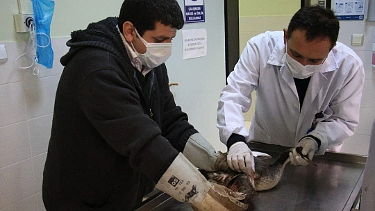 Kanadına saçma isabet eden 'Karabatak' kuşu tedavi altına alındı