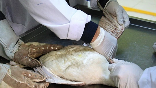 Kanadına saçma isabet eden 'Karabatak' kuşu tedavi altına alındı