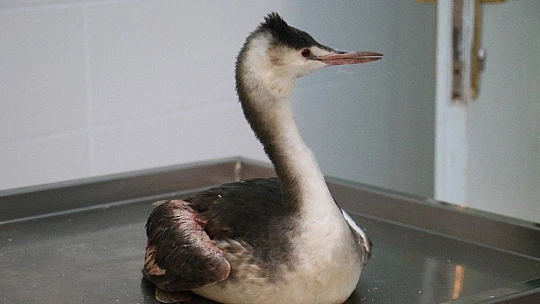 Kanadına saçma isabet eden 'Karabatak' kuşu tedavi altına alındı