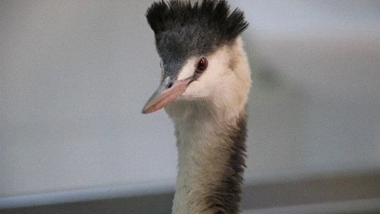 Kanadına saçma isabet eden 'Karabatak' kuşu tedavi altına alındı