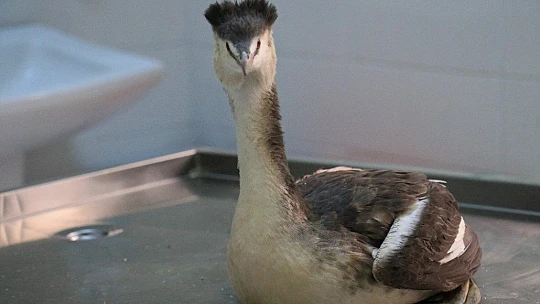 Kanadına saçma isabet eden 'Karabatak' kuşu tedavi altına alındı