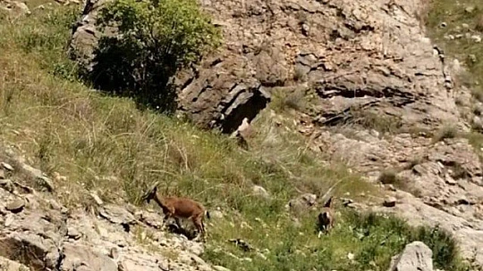 Kanyonlar, yaban hayatına ev sahipliği yapıyor