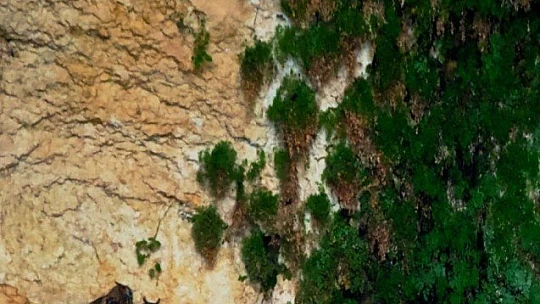 Kanyonlar, yaban hayatına ev sahipliği yapıyor