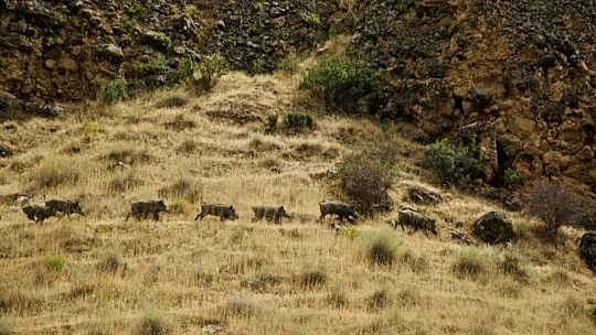 Kanyonlar, yaban hayatına ev sahipliği yapıyor