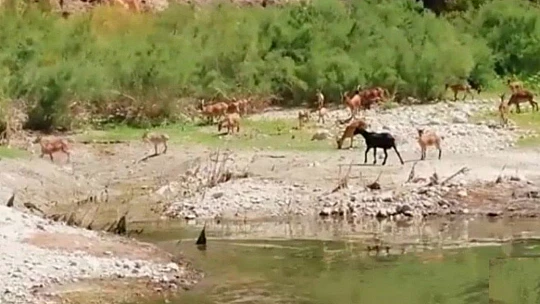 Kanyonlar, yaban hayatına ev sahipliği yapıyor