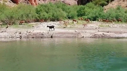 Kanyonlar, yaban hayatına ev sahipliği yapıyor