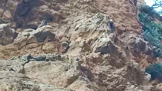 Kanyonlar, yaban hayatına ev sahipliği yapıyor