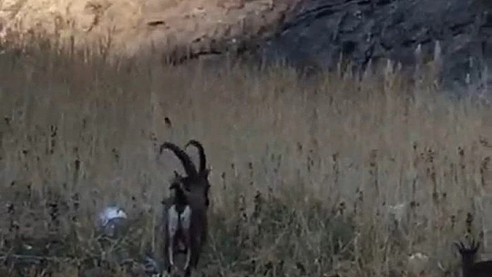 Karaleylek kanyonu çevresinde yaban keçi sürüsü görüntülendi