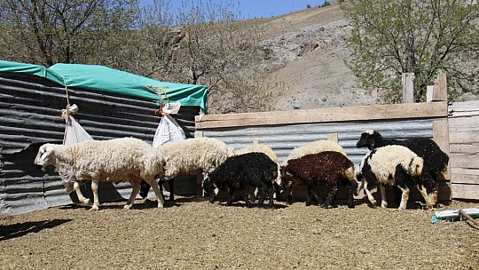 Kayıp kuzu ve koçların sahibi, haber sayesinde bulundu