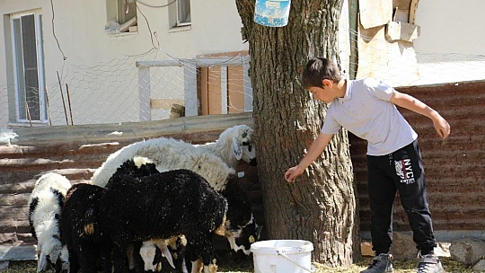 Kayıp kuzu ve koçların sahibi, haber sayesinde bulundu