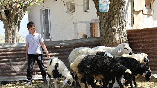 Kayıp kuzu ve koçların sahibi, haber sayesinde bulundu
