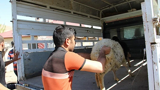 Kayıp kuzu ve koçların sahibi, haber sayesinde bulundu