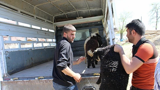 Kayıp kuzu ve koçların sahibi, haber sayesinde bulundu
