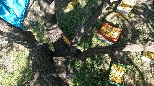 Kayısı ağacına atmaca yuva yapınca hasat yapmadı