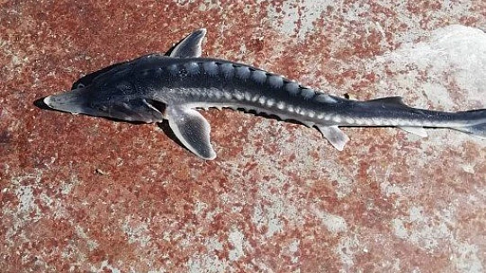 Keban Baraj Gölü'nden çıkan balık şaşkınlığa neden oldu