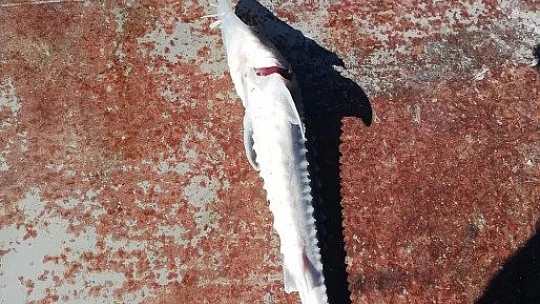 Keban Baraj Gölü'nden çıkan balık şaşkınlığa neden oldu