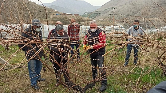 Keban'da çiftçilere, bağ budama eğitimi