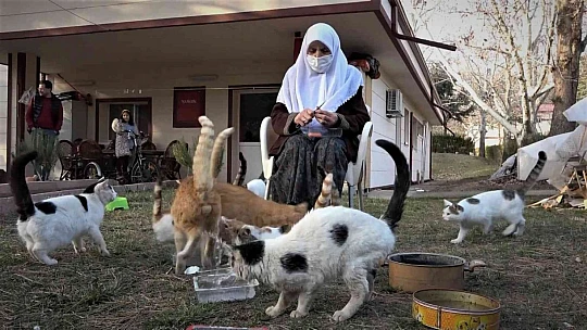 Kedi dostu Zahide Nine, yıllardır onlara annelik yapıyor