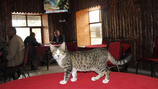 Kedi kahvehanenin maskotu oldu