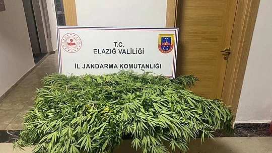 Kenevir tarlasını sularken suçüstü yakalandı