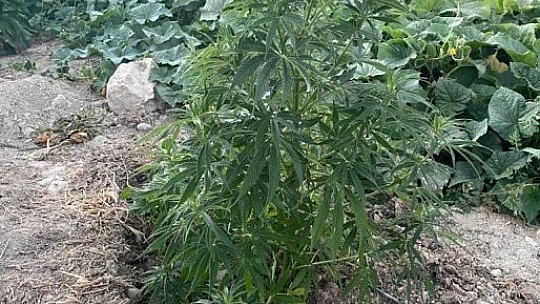 Kenevir tarlasını sularken suçüstü yakalandı