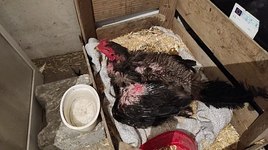 Kesmek için aldığı horoz kuluçkaya yattı, görenler gözlerine inanamadı