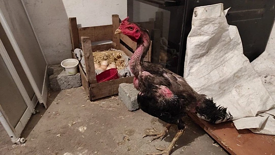 Kesmek için aldığı horoz kuluçkaya yattı, görenler gözlerine inanamadı