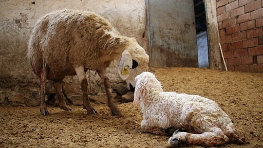 Kış günü doğan kuzulara soba kenarında bakılıyor, bebek gibi özen gösteriliyor