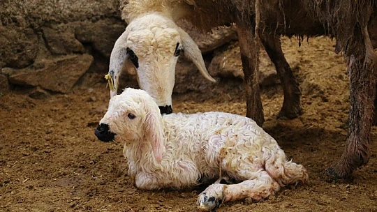 Kış günü doğan kuzulara soba kenarında bakılıyor, bebek gibi özen gösteriliyor