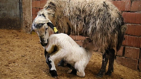 Kış günü doğan kuzulara soba kenarında bakılıyor, bebek gibi özen gösteriliyor