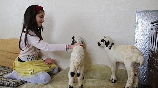 Kış günü doğan kuzulara soba kenarında bakılıyor, bebek gibi özen gösteriliyor