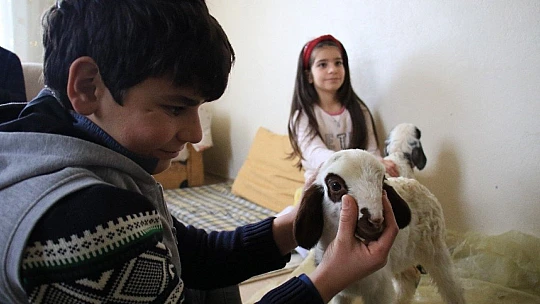 Kış günü doğan kuzulara soba kenarında bakılıyor, bebek gibi özen gösteriliyor