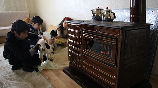 Kış günü doğan kuzulara soba kenarında bakılıyor, bebek gibi özen gösteriliyor