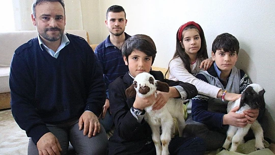 Kış günü doğan kuzulara soba kenarında bakılıyor, bebek gibi özen gösteriliyor