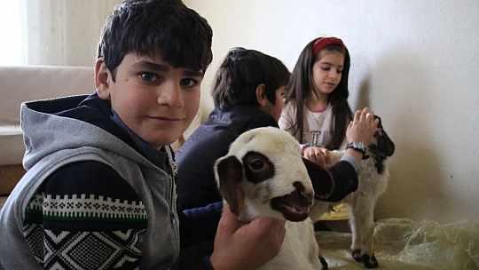 Kış günü doğan kuzulara soba kenarında bakılıyor, bebek gibi özen gösteriliyor