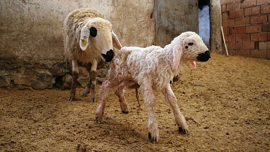 Kış günü doğan kuzulara soba kenarında bakılıyor, bebek gibi özen gösteriliyor