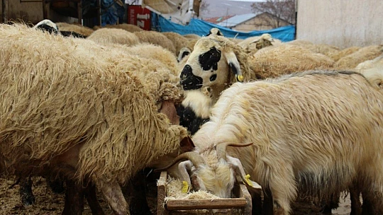 Kış günü doğan kuzulara soba kenarında bakılıyor, bebek gibi özen gösteriliyor